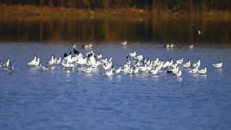 合肥十八聯(lián)圩生態(tài)修復(fù)促產(chǎn)品增值，入選聯(lián)合國優(yōu)秀案例