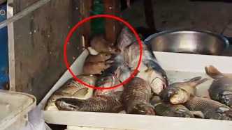 济南一市场三只老鼠组队啃食生鱼，市监所：档口停业消杀