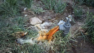 保定通報(bào)“灌溉井水變紅”：初步研判與染料有關(guān)