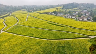 農(nóng)業(yè)農(nóng)村部：一季度我國糧油生產(chǎn)基礎(chǔ)較好