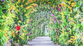 直播丨春色滿園“蘭”不??！辰山又整新“花活”