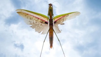 中國(guó)攝影師獲年度大獎(jiǎng)，2025年第15屆（MPA）手機(jī)攝影大賽（微觀與細(xì)節(jié)組）獲獎(jiǎng)作品公布