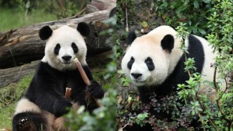 中美開啟新一輪大熊貓保護(hù)合作研究，“平平”“福雙”將赴美