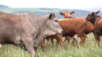 全球首单巴西森林友好牛肉落地中国，绿色贸易认证今年启动