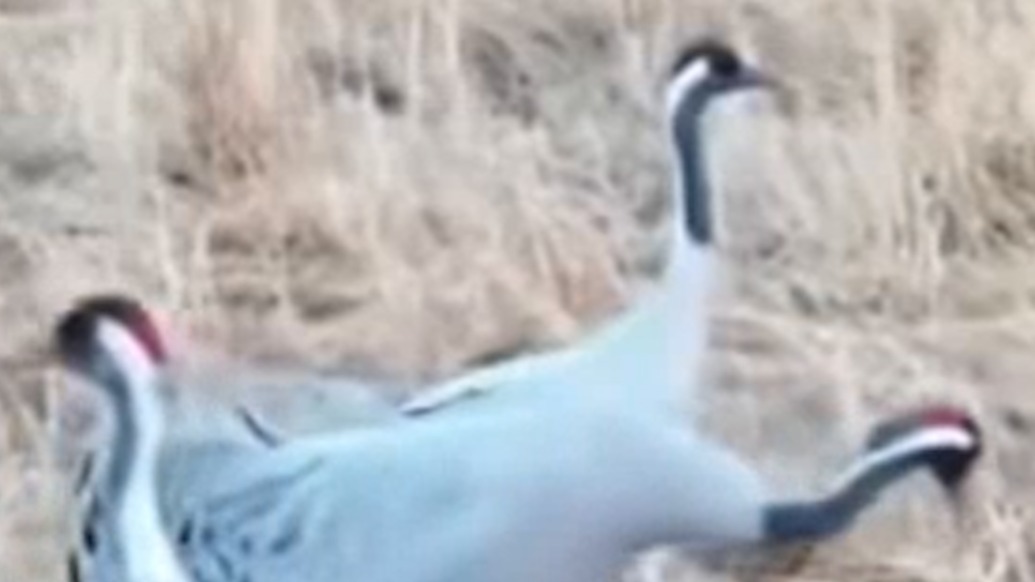 內(nèi)蒙古大興安嶺綽源林區(qū)首次拍攝到成群灰鶴