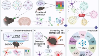 Science：周海波團(tuán)隊(duì)等開發(fā)體內(nèi)功能獲得性擾動(dòng)測(cè)序平臺(tái)，發(fā)現(xiàn)阿爾茨海默病治療新靶點(diǎn)