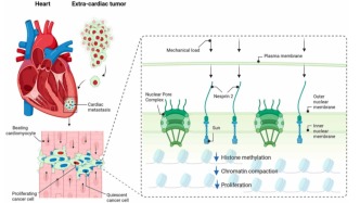 心臟為什么不得癌癥？Science：心跳的機(jī)械力抑制心臟中癌細(xì)胞增殖，帶來癌癥治療新思路
