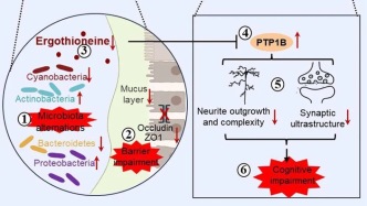抗精神病藥越吃越呆？徐州醫(yī)科大學(xué)發(fā)現(xiàn)腸菌代謝物或可挽救