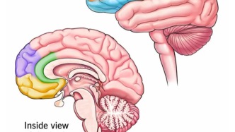 “25歲前都是腦殘”全網(wǎng)刷屏！多項(xiàng)研究：找對(duì)象總遇上“腦殘”，根源是大腦這一區(qū)域累崩了；確診“前額葉損傷”后試試這3個(gè)方法