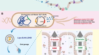 以腸治腦｜山東大學陳安靜團隊研發(fā)工程菌靶向干預膠質(zhì)瘤新策略