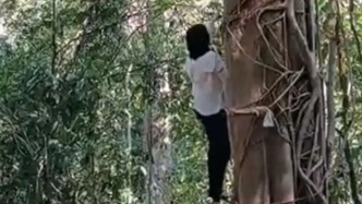 游客在云南景洪玩“树降”项目时坠落受伤，当地回应：令企业暂停经营，成立专项工作组