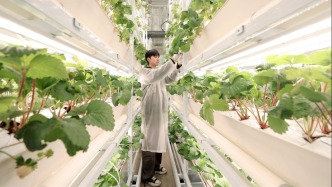 拼多多搭台：在植物工厂里，种下草莓与农业的未来
