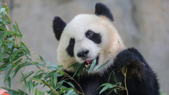 上海野生动物园上新：熊猫“小姨”、非洲象“千金”都亮相了