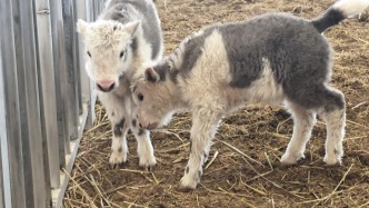 克隆牦牛+10！我國首次實(shí)現(xiàn)批量克隆10頭牦牛