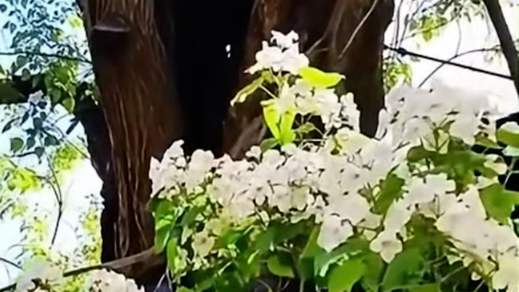 山东潍坊“世界楸树王”开花：树高18米，树龄超过1300年