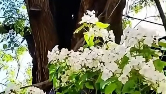 山东潍坊“世界楸树王”开花：树高18米，树龄超过1300年