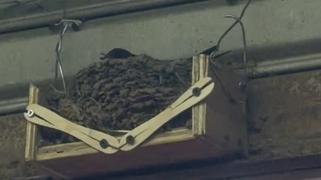 燕子在卷帘门上筑巢，店主没赶走还给它们安装“空中吊床”