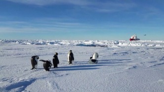 人类活动增多威胁极地生态，极地办：我国正加快推进南极立法