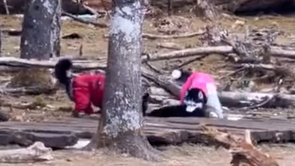 两只宠物狗撕咬羊羔，玉龙雪山景区：游客私自带的狗，已经报警