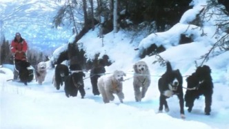 北極日記 | 尤皮克列傳 -23- 拉雪橇的貴婦犬
