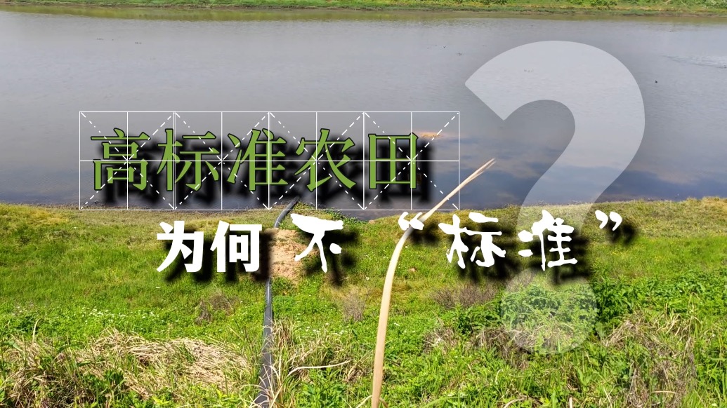 影子调查｜高标准农田为何不“标准”?