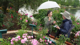 辰山春雨里，为月季举办一场典礼