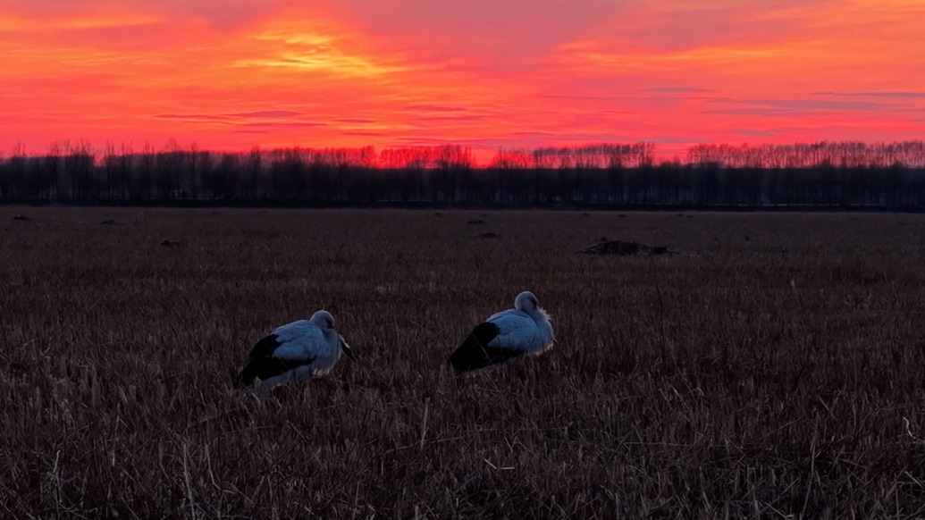 航拍黑龙江肇东市东方白鹳高空栖居：雌鹳守巢孵化，雄鹳奔波觅食
