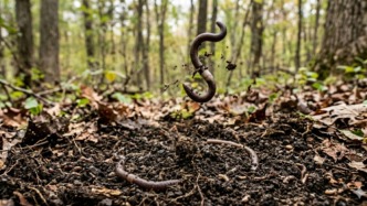 能憑空彈跳30厘米！瘋狂蠕蟲(chóng)大肆擴(kuò)散，美國(guó)多地拉響入侵警報(bào)｜萬(wàn)物周報(bào)