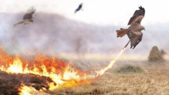 為了吃上一口“烤肉”，這些猛禽竟學(xué)會(huì)了放火燒山！