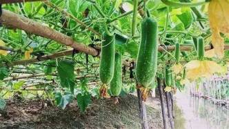 识味顺德︱文化赋韵与味道添彩的顺德宴席（五）——黑毛节瓜宴