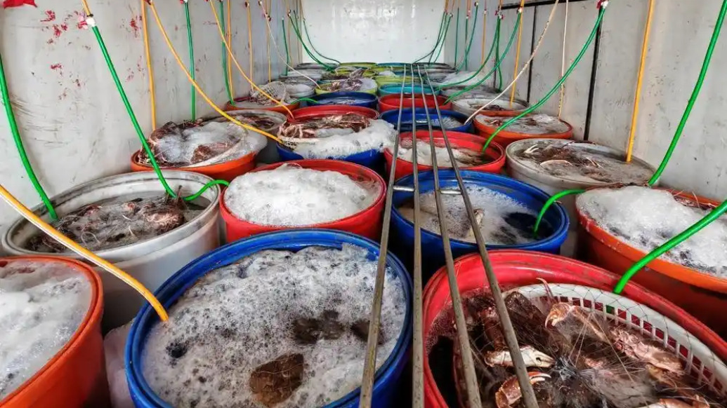直击缉私执法现场：海警局查扣涉嫌走私高档海产品1万余斤，案值超100万元