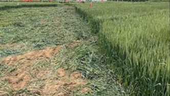 陕西泾阳一工程“毁麦施工”？当地回应：青苗补偿款已发放