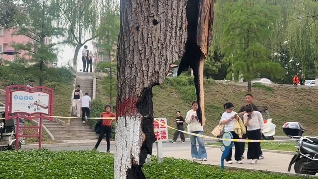 遭雷擊火燒蟲蛀的柳樹仍繁茂，“樹堅強”讓河南泌陽一公園成網(wǎng)紅打卡地