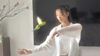 主人跳舞，鸚鵡化身“伴舞”全程環(huán)繞