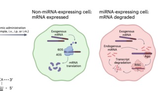 Nature子刊：阻止mRNA疫苗在肝臟表達(dá)，可增強(qiáng)mRNA疫苗效果