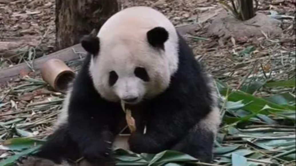 导游称大熊猫花花是残疾？涉事旅行社道歉：将对涉事分社及相关责任人予以严肃处理
