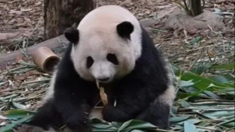 导游称大熊猫花花是残疾？涉事旅行社道歉：将对涉事分社及相关责任人予以严肃处理
