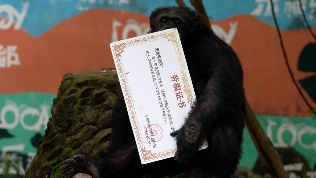 网红黑猩猩渝辉喜提“劳模证书”，饲养员：它会洗衣扫地，还学会了穿针引线