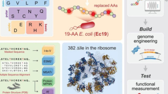 Science：华人团队利用生成式AI设计，迈向只有19种氨基酸的生命