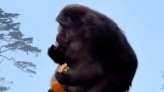 男子在悬崖边推搡进食猴子？峨眉山景区通报