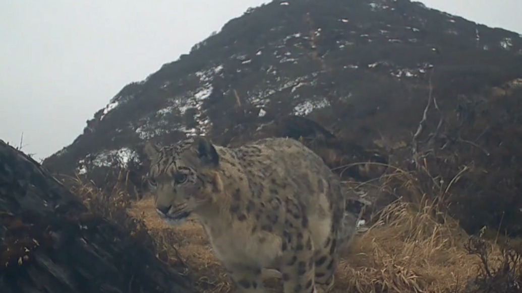 雪山“大猫”现身!成都大熊猫国家公园同日两次拍到雪豹