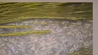 成都市民在沟渠发现大量废弃注射器，街道办：主要为控糖减重注射器，已打捞