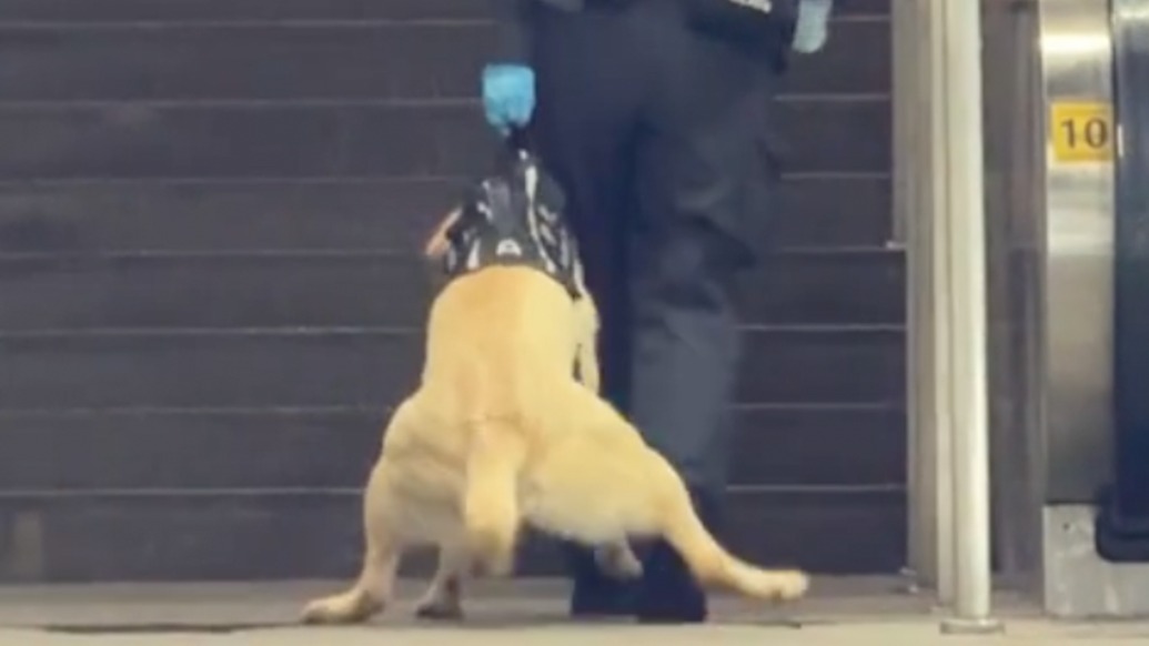 “它其實(shí)會(huì)”，警犬怕上樓梯獲贊十萬，訓(xùn)導(dǎo)員現(xiàn)身“澄清”