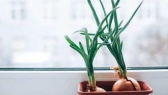 土豆、姜、洋蔥……到底哪個(gè)發(fā)芽了就不能吃？