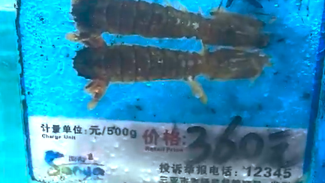  “4只皮皮虾1035元”涉事海鲜店已停业，从业者：海鲜先称重再确认价格 