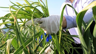 新华每日电讯头版关注：“免费抽蒜薹”走红背后