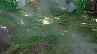 魔都怎么样｜排队，蹲下，看苔藓