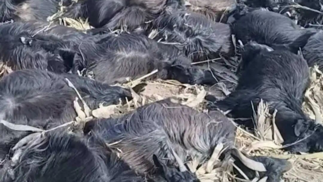 山西一农户50只羊吃邻村地里毒玉米死亡，村干部：毒玉米可能是用来防野猪损害庄稼