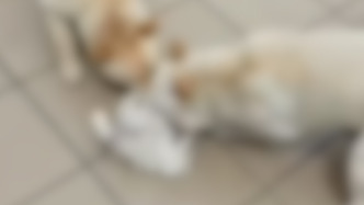 男子被指骗养犬只供家里烈犬撕咬训练，派出所：已将其扣留，正调查