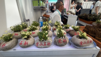 石斛做盆景、茶油直接喝……“皋品入沪六安周”在上海启幕